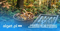 Jakie grzyby do suszenia? Kalendarz i mapka smaków